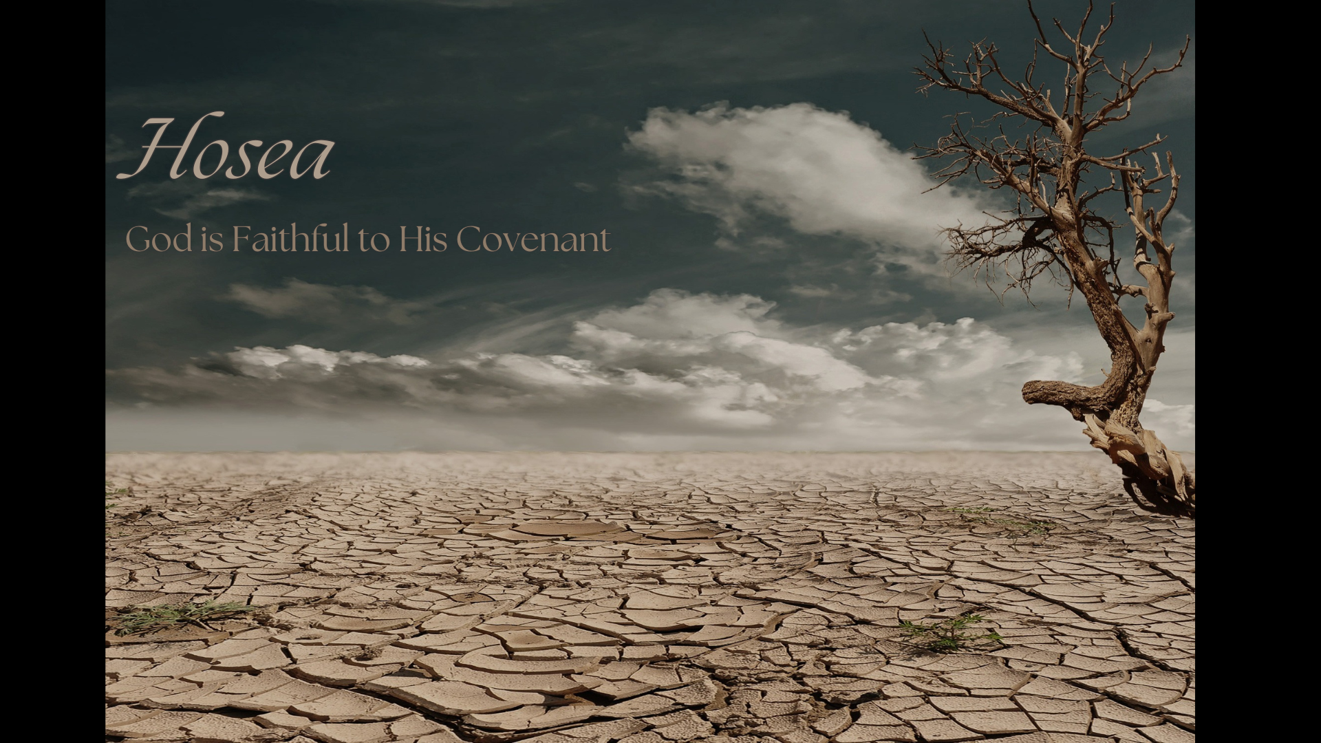 Hosea 8 | Sowing the Wind Will Reap the Whirlwind